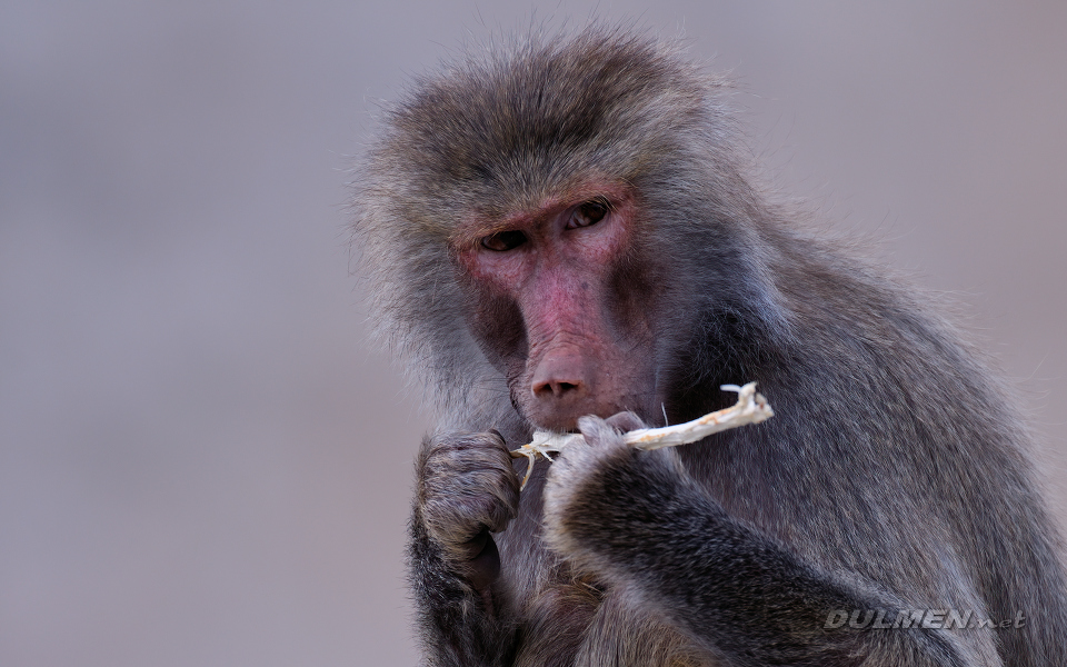 01 Hamadryas baboon (Papio hamadryas)